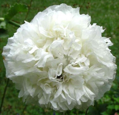 Papaver Paeoniflorum (White Cloud Poppy) Seeds
