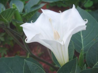 Datura Wella (DWARF ANGEL TRUMPET) Seeds