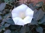 Datura Parajuli (INDIAN THORNAPPLE) Seeds