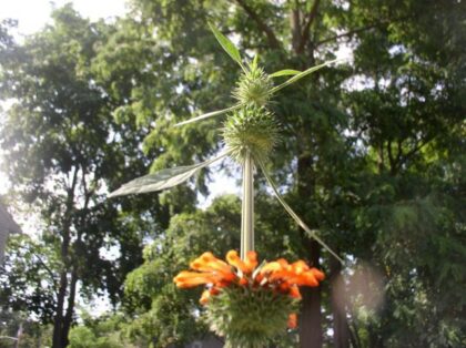 Leonotis Nepetifolia (Klip Dagga) Seeds
