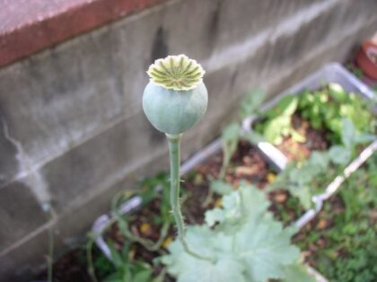 Papaver Somniferum (Giganteum Poppy / The Giant) Seeds