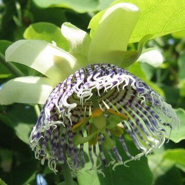 Passiflora Actinia (Sea Anemone Passion Flower) Seeds