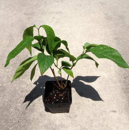 Banisteriopsis Spp. (White Caapi) - Live Plant