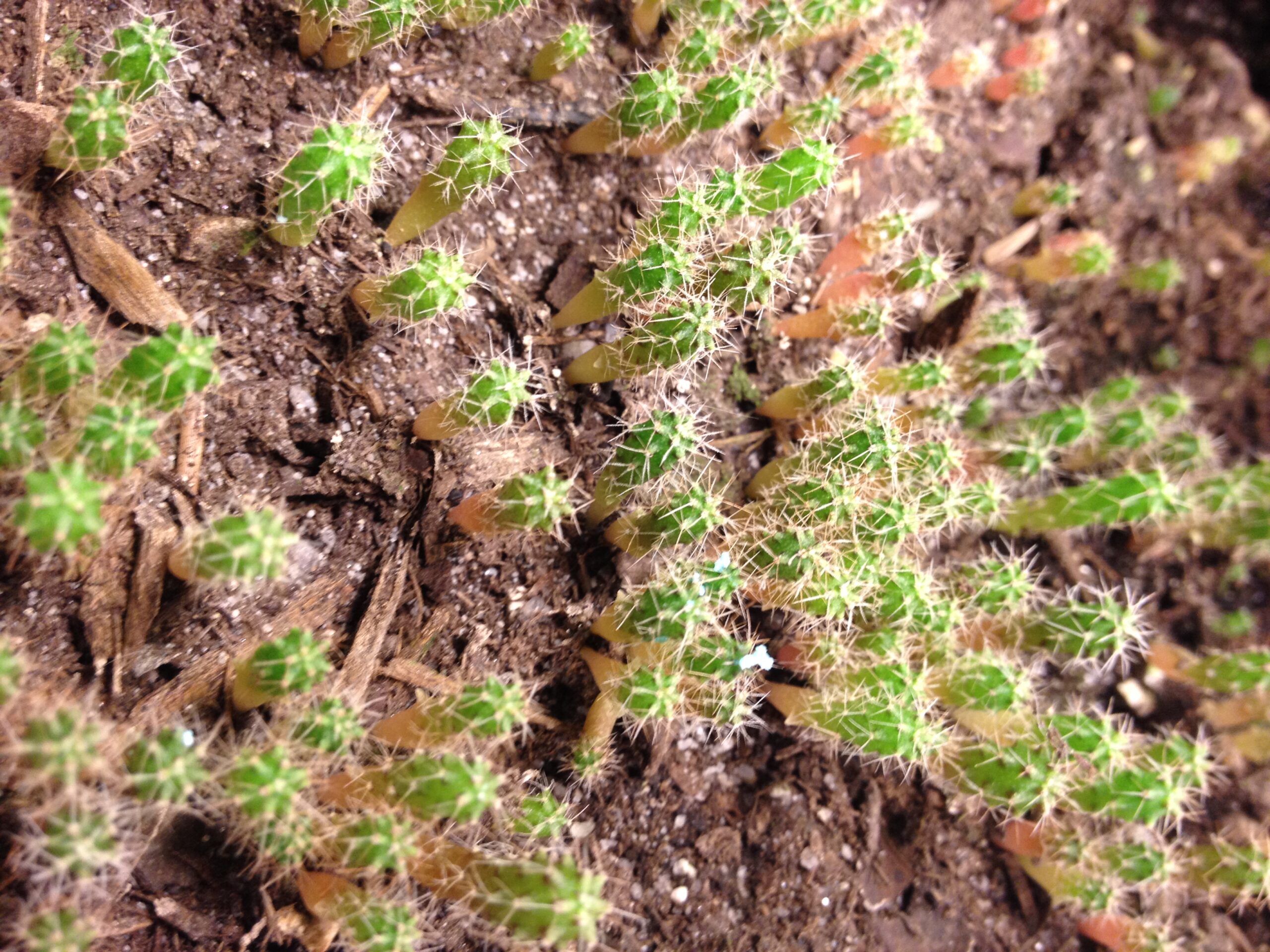 Trichocereus SS02 (Bridgesii) x SS01 (Peruvianus) Hybrid Seeds