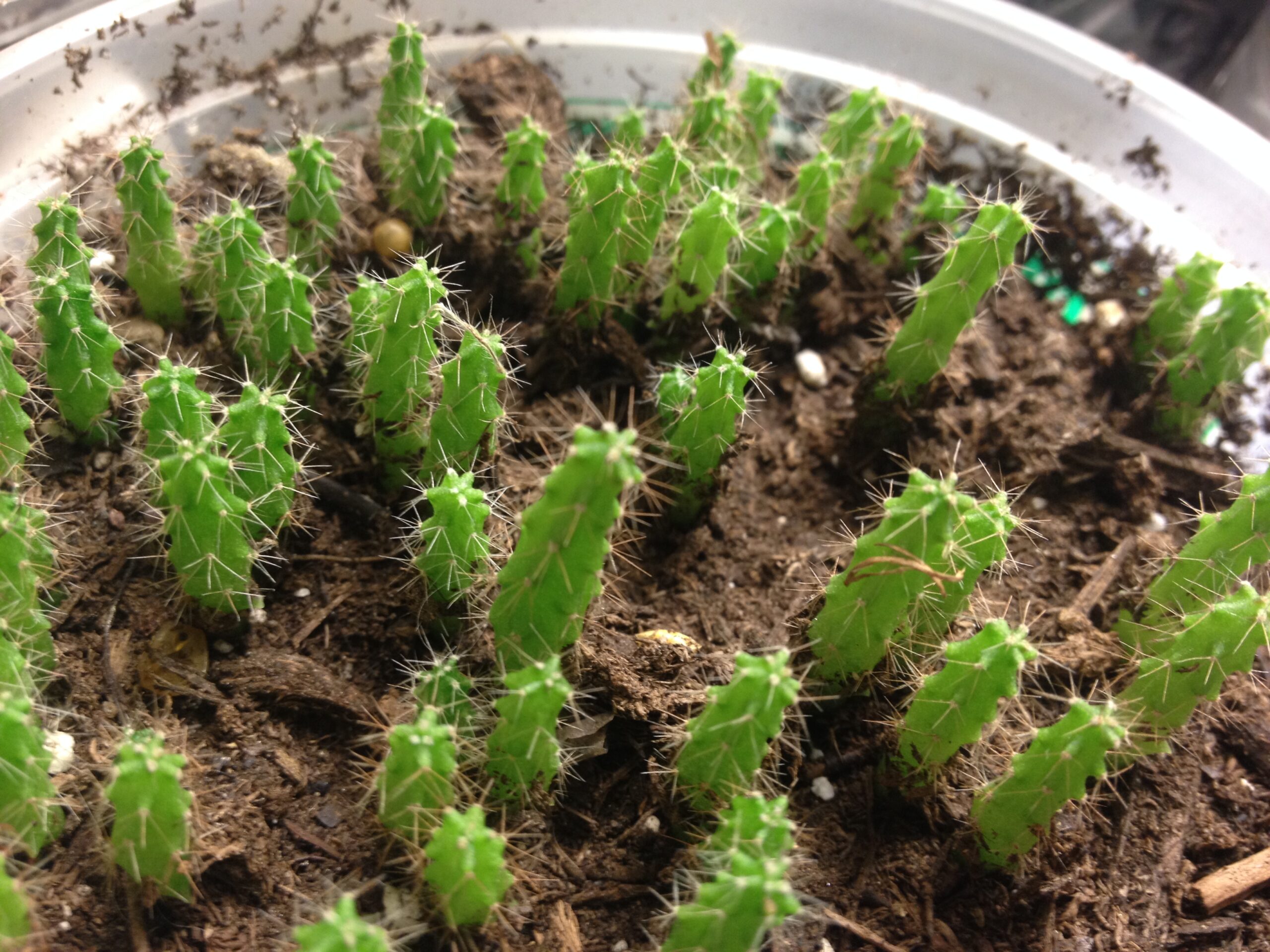 Trichocereus SS01 (Peruvianus) x BBG (Pachanoid) Hybrid Seeds